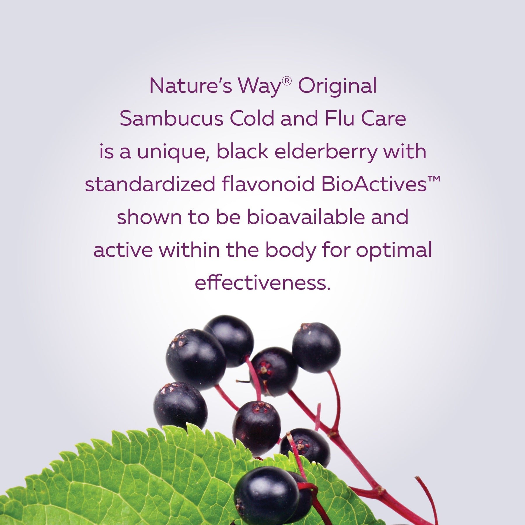 Nature's Way Sambucus Elderberry Syrup Original 120ml - Pure Buys - Pure Buys